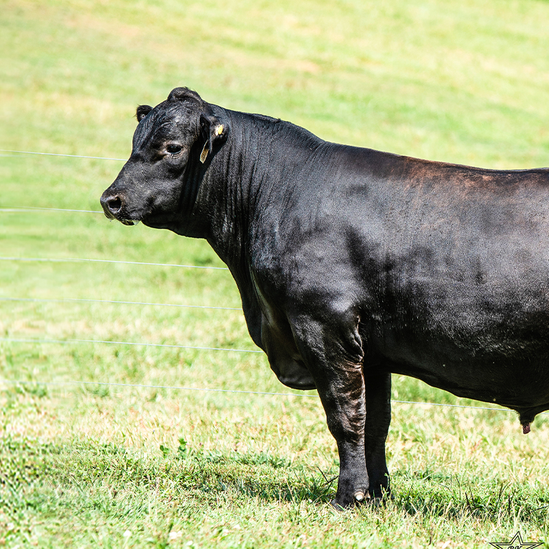 Roseda Black Angus Cattle