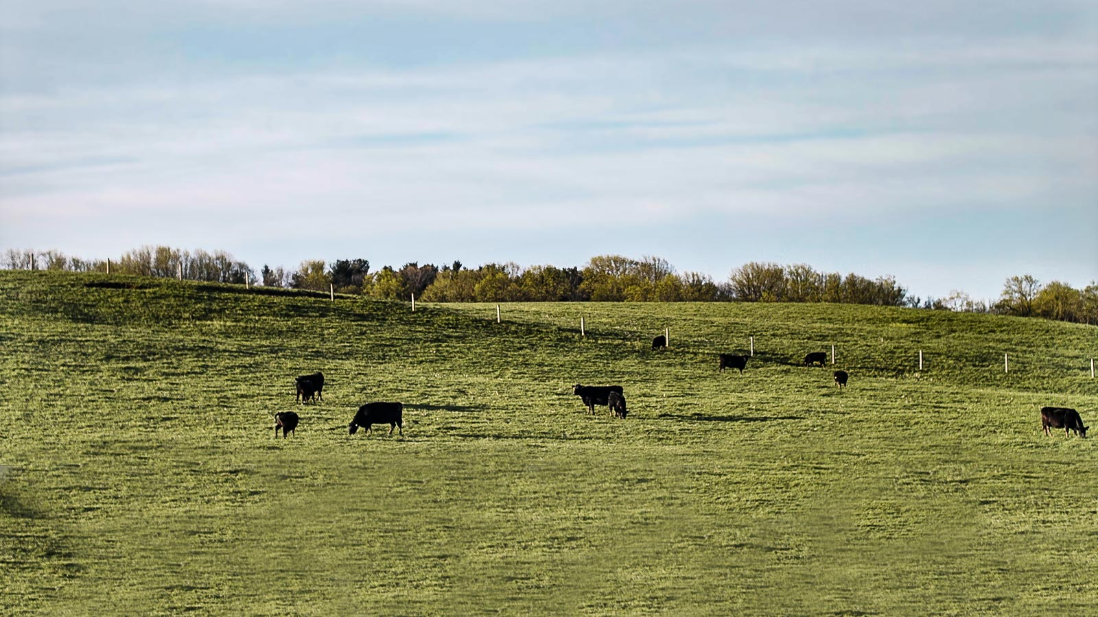 Black Angus cattle grazing at Roseda Farm