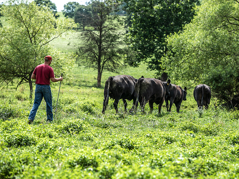 Cattleman with Black Angus