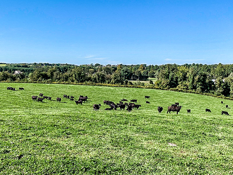 roseda black angus cows in field